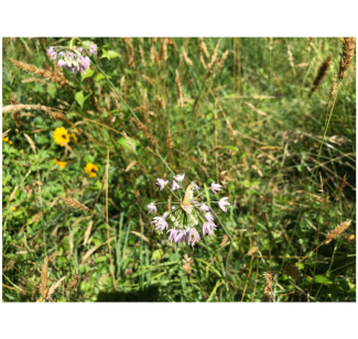 Allium cernuum